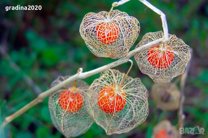 Физалис (Мехунка) – Студоустойчива разновидност, снимка 1