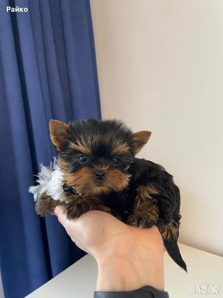 мини йоркширски териер, снимка 1