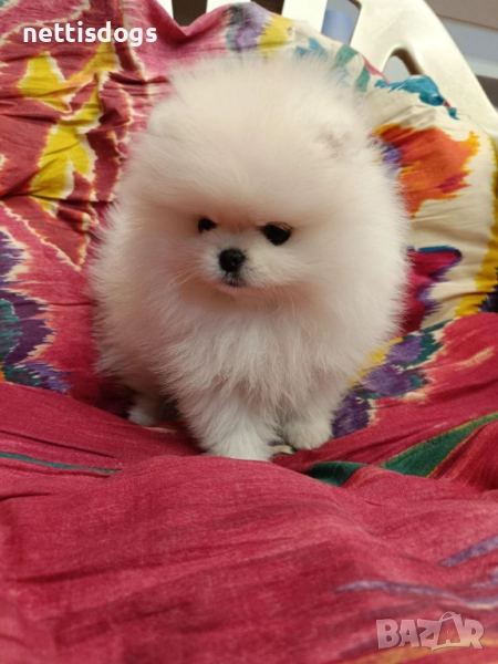 Много сладък Мини Померан, снимка 1