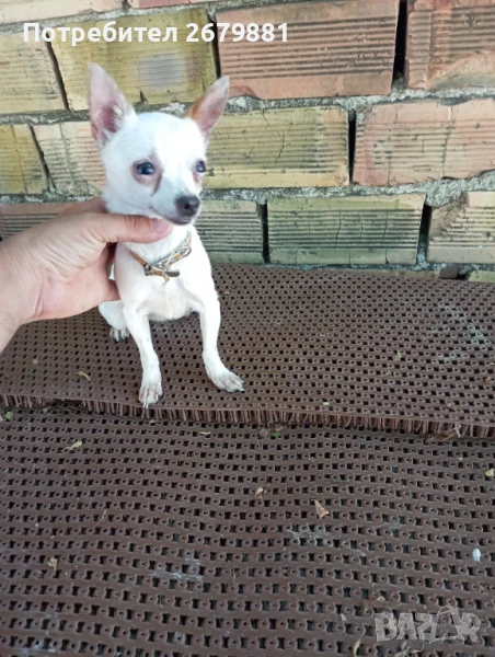 Мини пинчер на 1 година , снимка 1