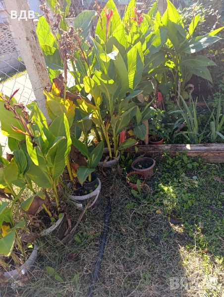 червена кана , снимка 1