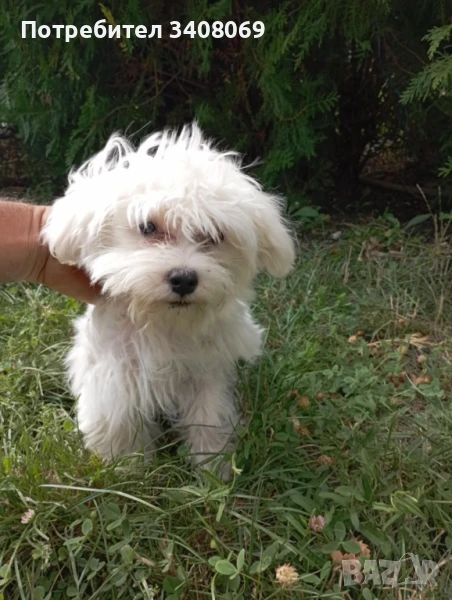 Малтийска болонка момиче 4 месеца , снимка 1