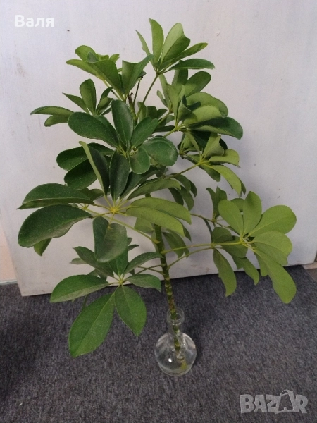 Шевлера - висока 60 сантиметра , снимка 1