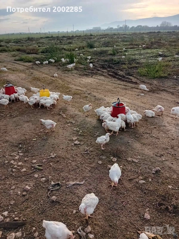 Малки пиленца порода Росс 308, снимка 1