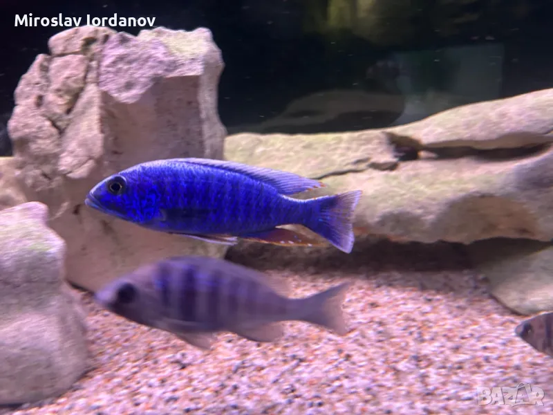 Sciaenochromis fryeri, снимка 1