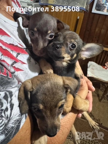 Пинчери, снимка 1