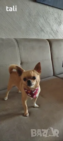 Мъжко чихуахуа търси женско , снимка 3 - Чихуахуа - 35295552