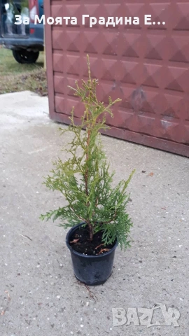 Западна Туя - Брабант , снимка 4 - Разсади - 54020548