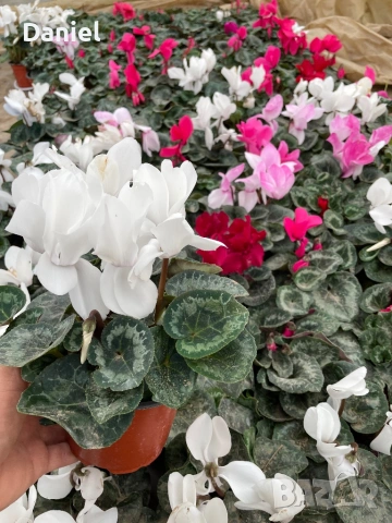 Циклама , снимка 2 - Градински цветя и растения - 53354452