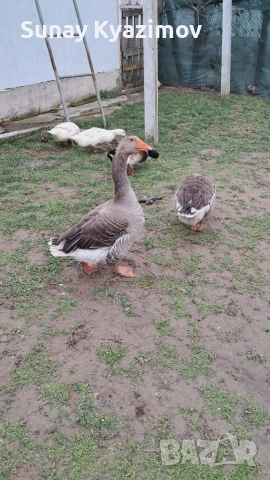 Продавам 2 бр. гъски (мъжка и женска) + 10 бр. яйца., снимка 2 - Патици и гъски - 53690709