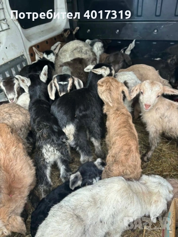 Продавам малки ярета