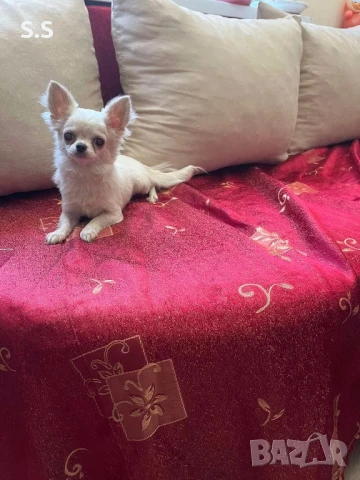 Супер мини момиче чихуахуа, снимка 1