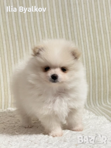 Померан шпиц, снимка 4 - Померан - 52958589