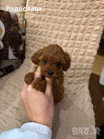 Той пудел момченце и момичета