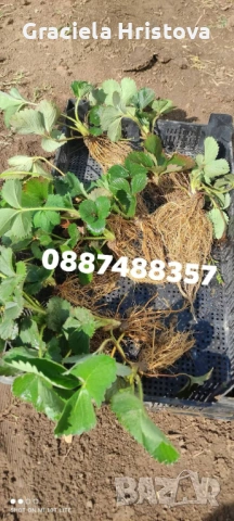 Продавам разсад ягоди , снимка 5 - Градински цветя и растения - 53679981