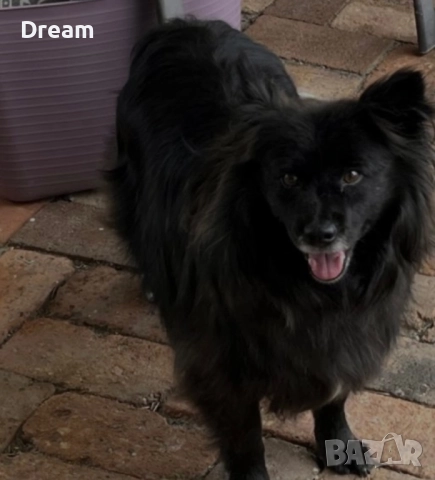 Шпиц среден женски , снимка 1