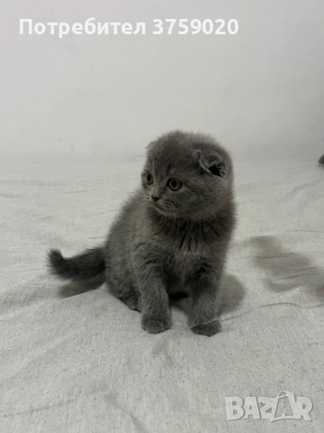 Британска късокосместа, снимка 5 - Британска късокосместа - 53825984