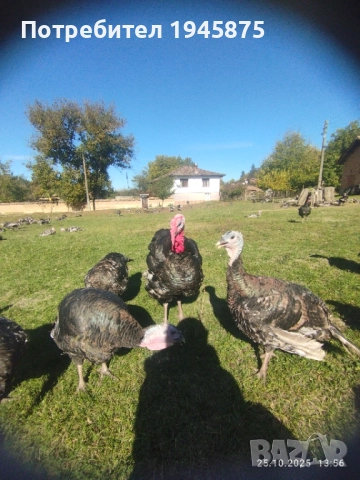 Продавам Бронзови пуйки!!!