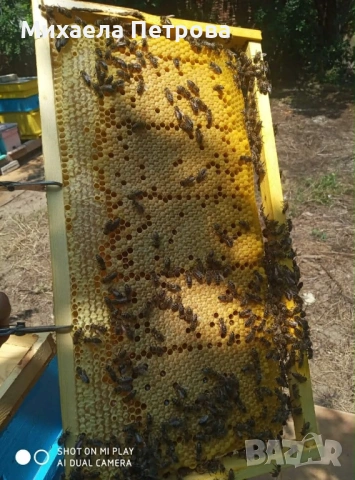 Пчелни семейства 2026, снимка 2 - За пчели - 53670885