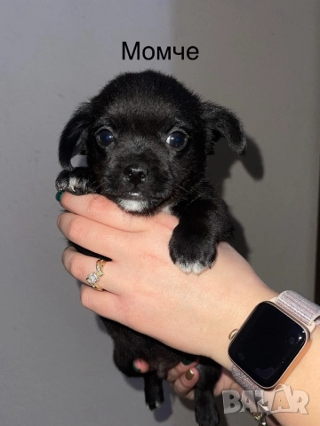 Мини чихупинчери чихуахуа пинчер, снимка 5 - Чихуахуа - 52859619