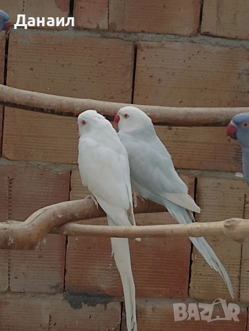 Малък Александър , снимка 2 - Папагали - 53794736