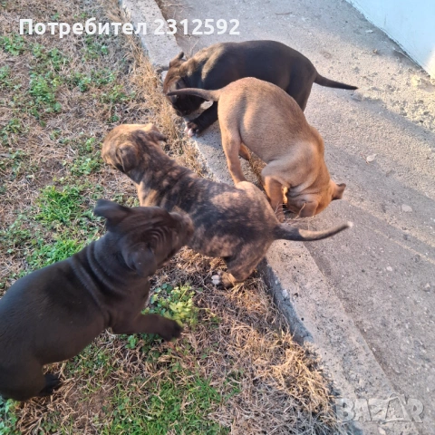Продават се питбулчета!, снимка 6 - Питбул - 53116907