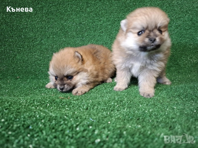 Момиченца померан