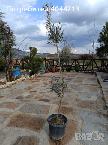Маслиново дърво, снимка 3 - Градински цветя и растения - 44957783