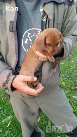 Дакел,дакелчета, снимка 5 - Дакели - 52122647