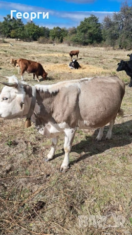 Продавам месодайна крава цена 