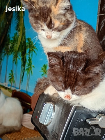 малки сладки котенца полуперсийчета , снимка 5 - Други - 52403277