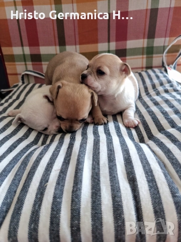 мини чихуахуа