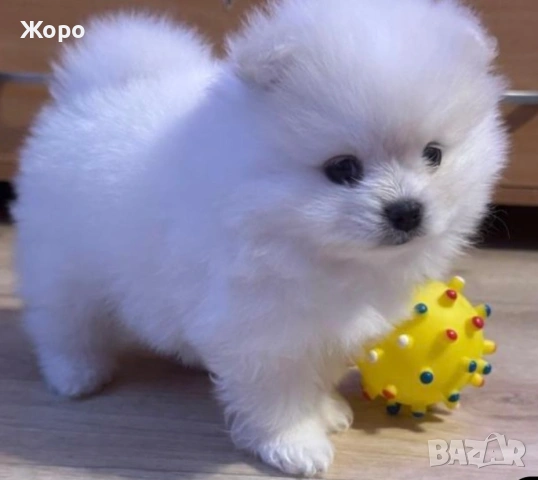 Померан мъжки и женски , снимка 3 - Шпиц - 53139091