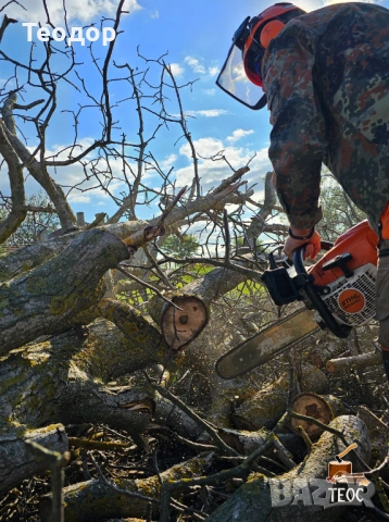 Професионално събаряне на опасни дървета с дробилка за клони – Варна, снимка 5 - Хамалски услуги - 53670270
