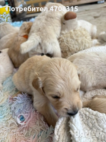 Голдън ретривър момче родословен баща, снимка 7 - Голдън ретривър - 53164768