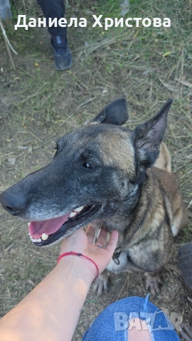 Бебета Белгийска овчарка , снимка 8 - Белгийска овчарка - 53119072