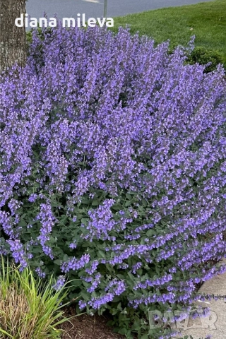 Непета, Nepeta, многогодишна и студоустойчива!!, снимка 2 - Градински цветя и растения - 52425887