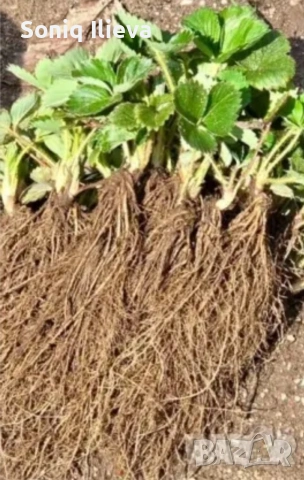 продавам разсад ягоди, снимка 8 - Разсади - 53905579