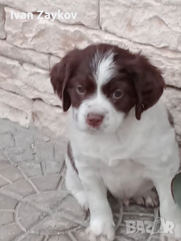 Продавам епаньол-бретон