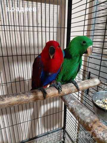 Бебета еклектус, снимка 3 - Папагали - 54266652