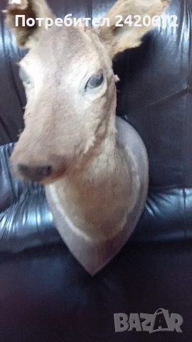 препарирана глава сърандак Препарирана бялка Препарирана катеричка.