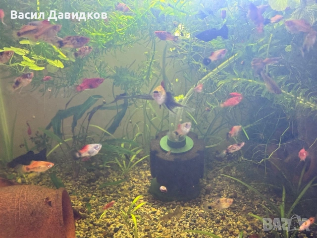 Живородни , Бял папагал и растения , снимка 13 - Рибки - 53453460