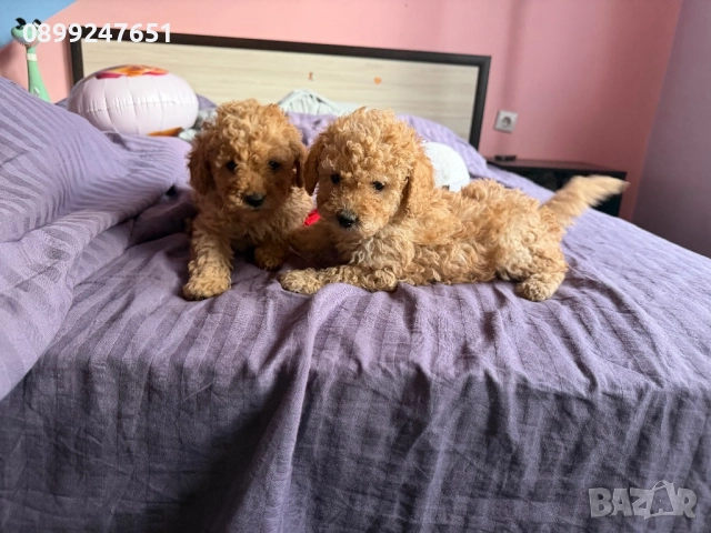 Той пуделчета, снимка 12 - Пудели - 52776156