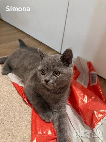 Британска късокосместа котка - мъжка, снимка 6 - Британска късокосместа - 53032874
