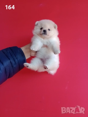 Мъжки и женски Померани. Реални снимки от 12.01.26 г. , снимка 8 - Померан - 52930796