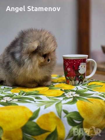 Померан шоко тан мерле, мини момче !, снимка 4 - Померан - 53685715