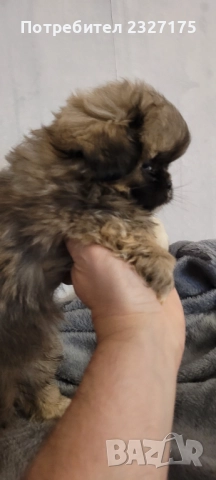 Пекинези, снимка 5 - Пекинез - 25815187