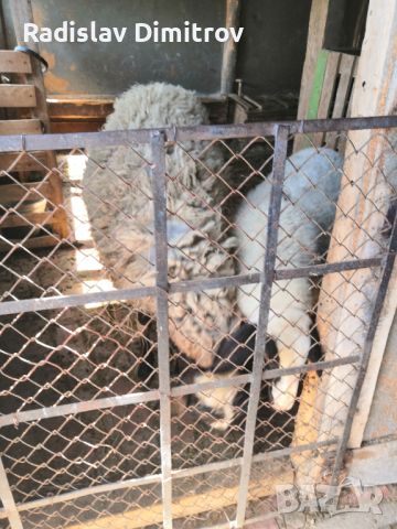 Продавам черноглава Плевенска овца към 81килограма гледана със мерак за номер за връзка 088 518 9601, снимка 10 - Овце - 45913609