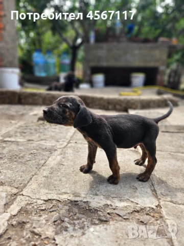 Чистокръвни ловни кученца Плотхаунд , снимка 1