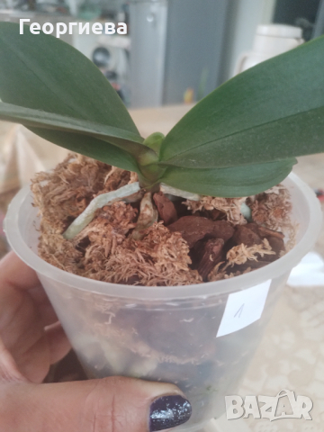 Орхидея , снимка 5 - Стайни растения - 44984750
